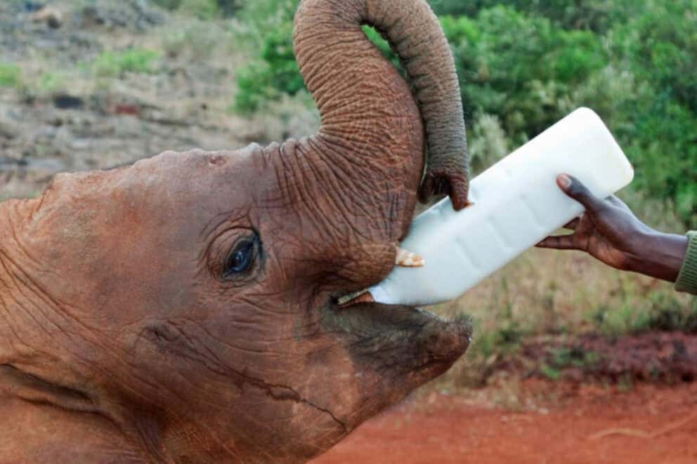 An elephant calf drinking a milk bottle given by its dedicated carer at David Sheldrick Wildlife Trust in Kenya.