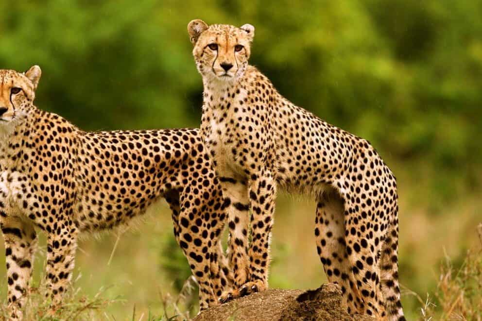 Cheetahs in Thornybush Private Reserve