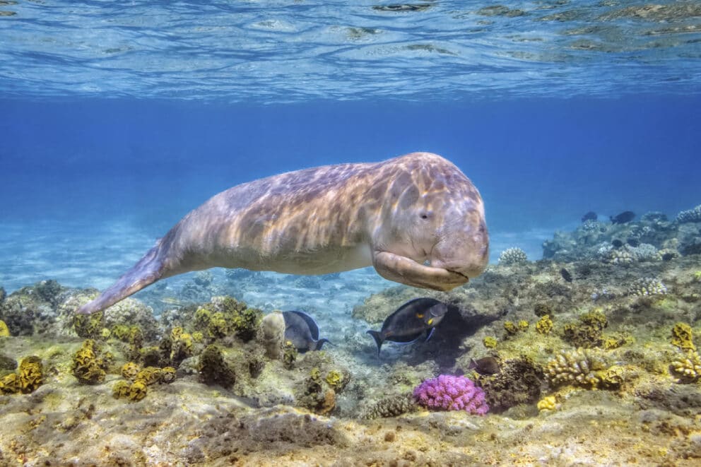 Baby dugong swimming through a coral reef, Mozambique on an African beach holiday