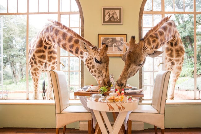Two giraffes sticking their head through windows and eating from a table
