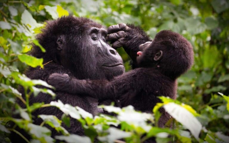 Image of a mother gorilla holding up her baby and smiling at it. They are sitting in a green bush and surrounded by greenery.