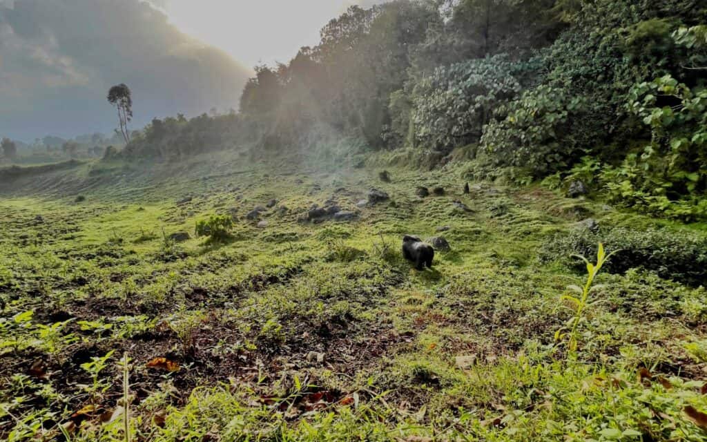 A gorilla roaming Volcanoes National Park in Rwanda.