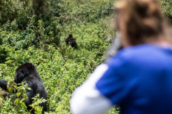 Gorilla trekking in Rwanda