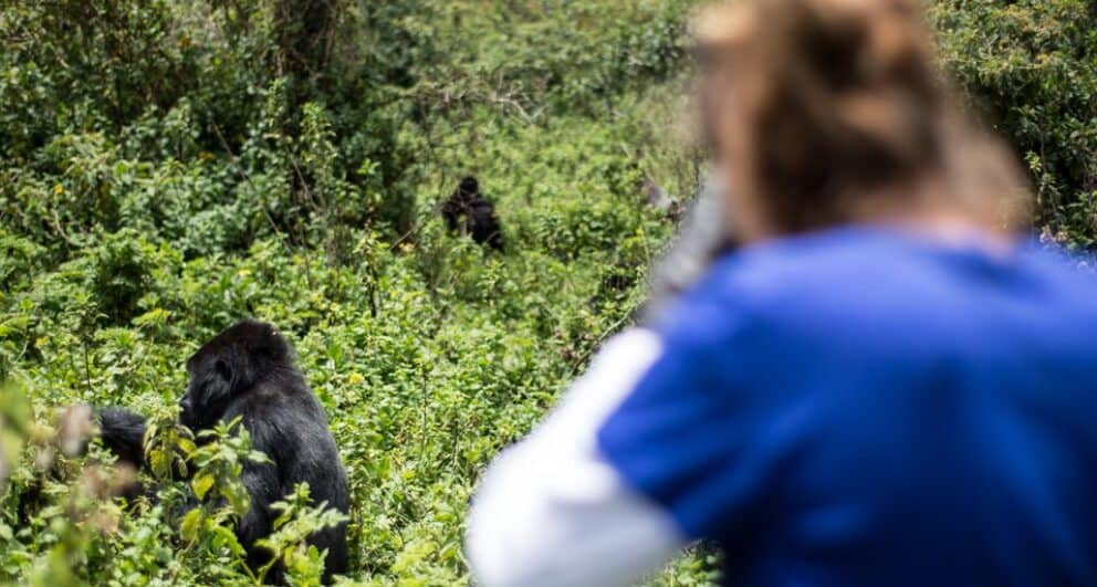 Gorilla trekking in Rwanda
