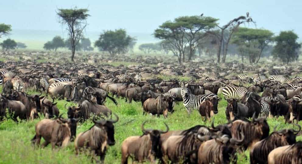 The Great Migration.