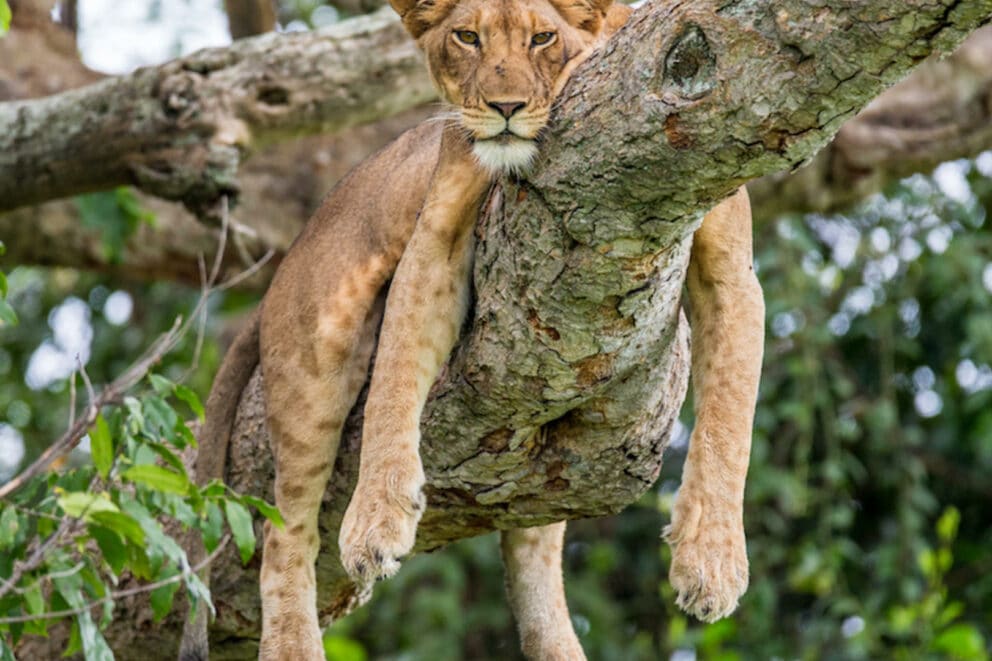 Lioness in a tree lying on a tree branch