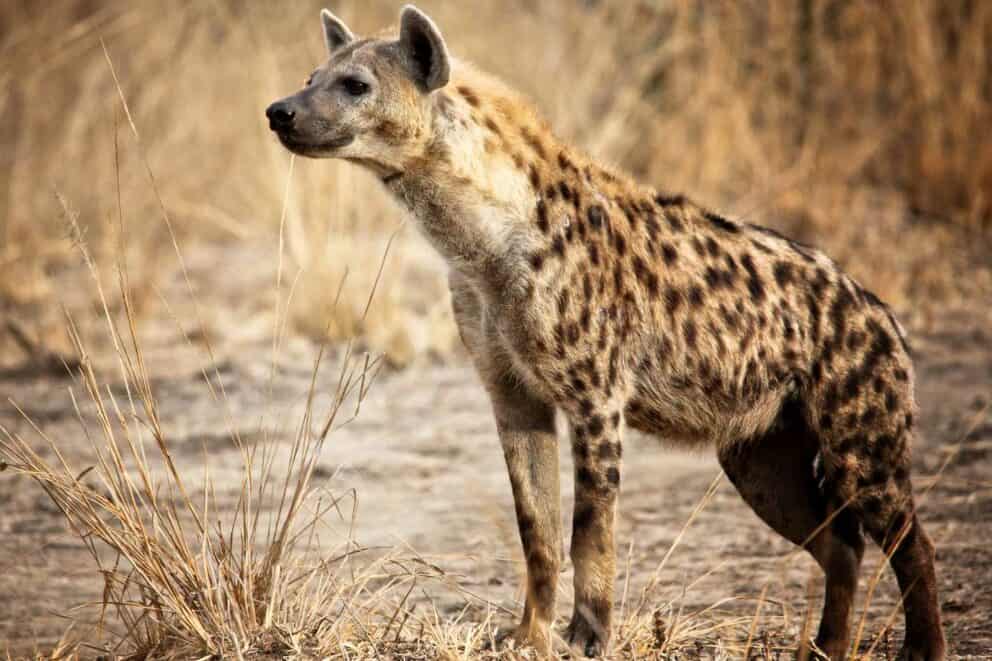 A spotted hyena in South Luangwa National Park, Zambia.