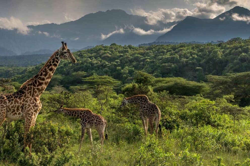 Giraffes in Meru National Park, Kenya.