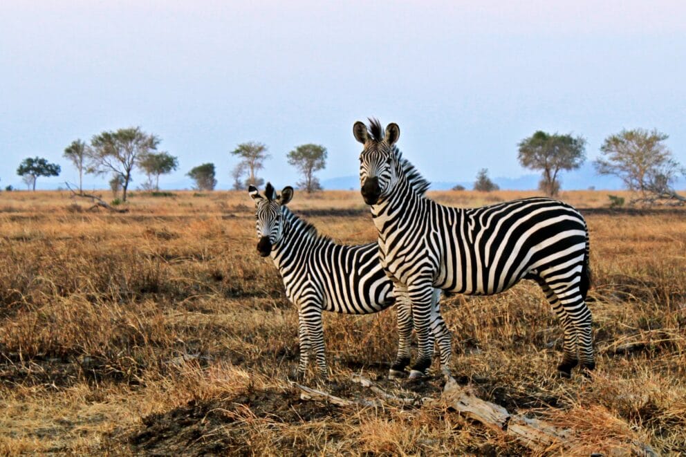 A pair of zebras in Mikumi National Park, Tanzania.