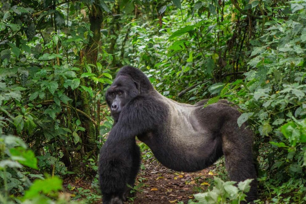 Male mountain gorilla in Bwindi Impenetrable Forest National Park, Uganda.