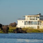 Elephants walking by the Chobe Princess