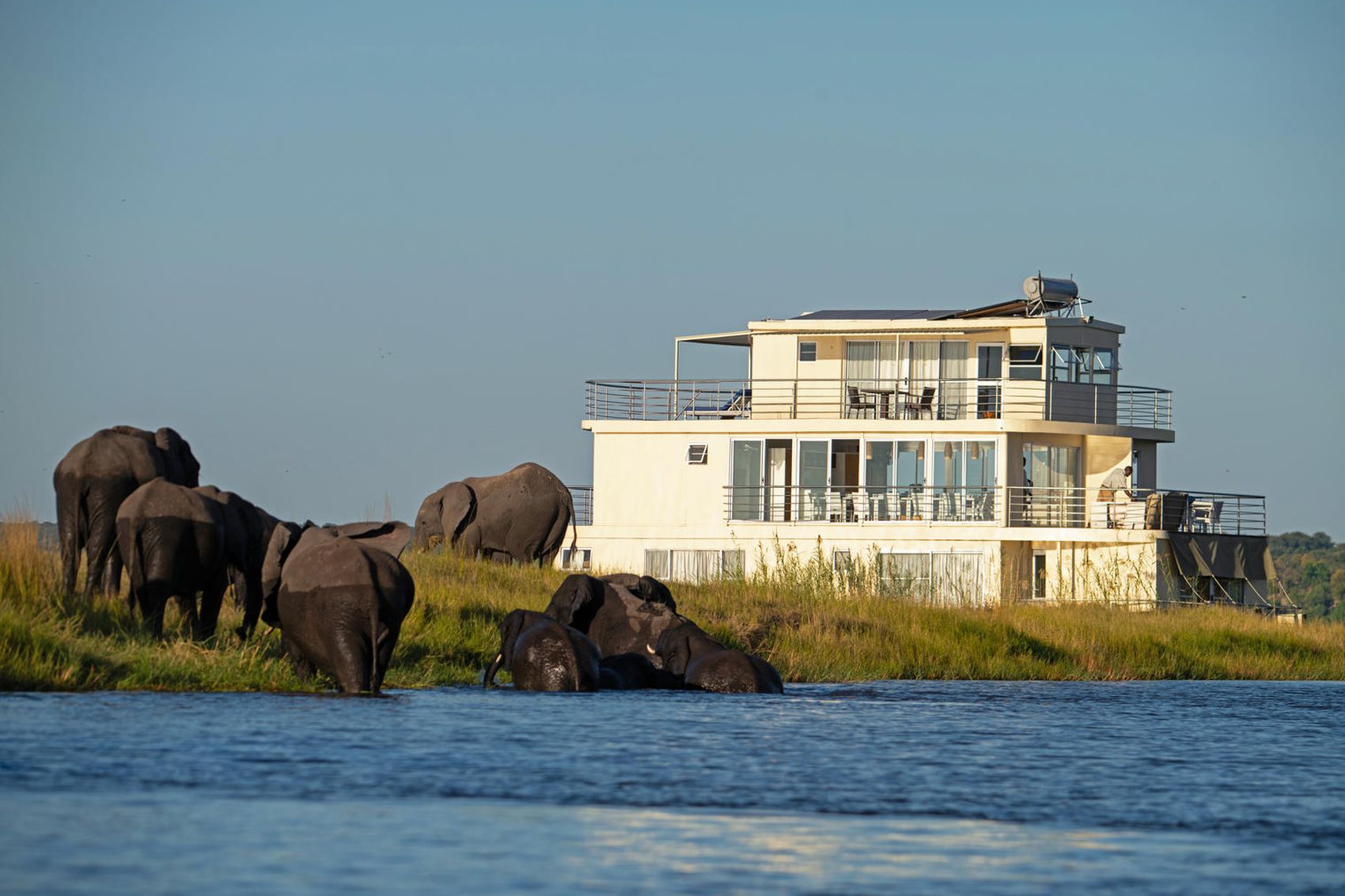 Elephants walking by the Chobe Princess