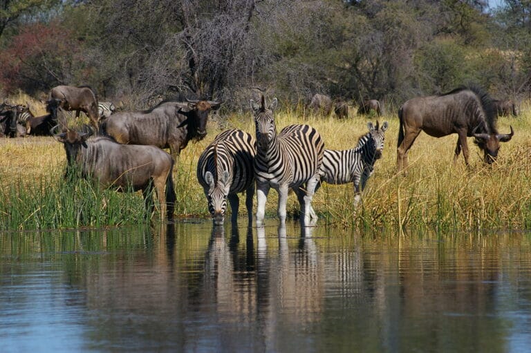 Zebras and wildebeest gathered at a waterhole at Leroo La Tau, Botswana.