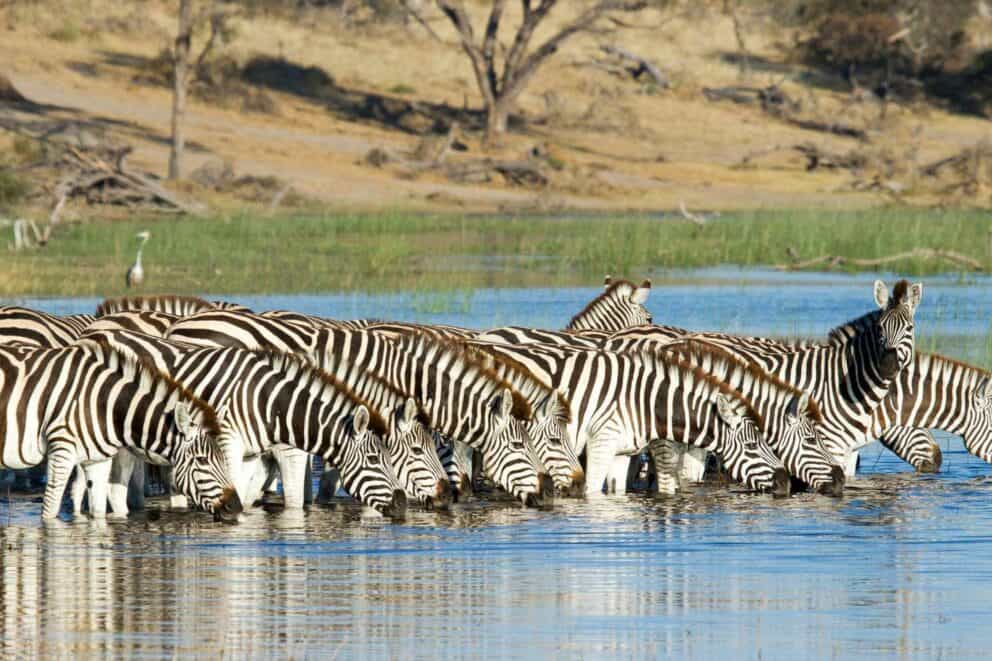 A herd of zebras quenching their thirst at the Boteti River at Leroo La Tau, Botswana.