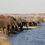 Elephants drinking in the Caprivi Strip