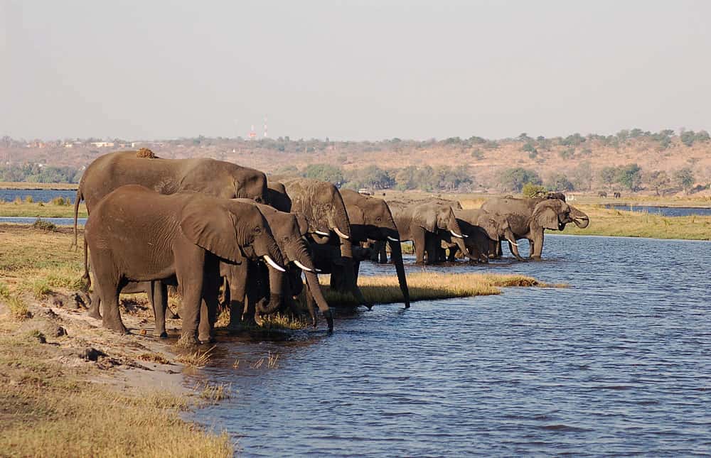 Elephants drinking in the Caprivi Strip