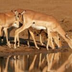 Group of Impalas at a watering hole in Pilanesberg National Park