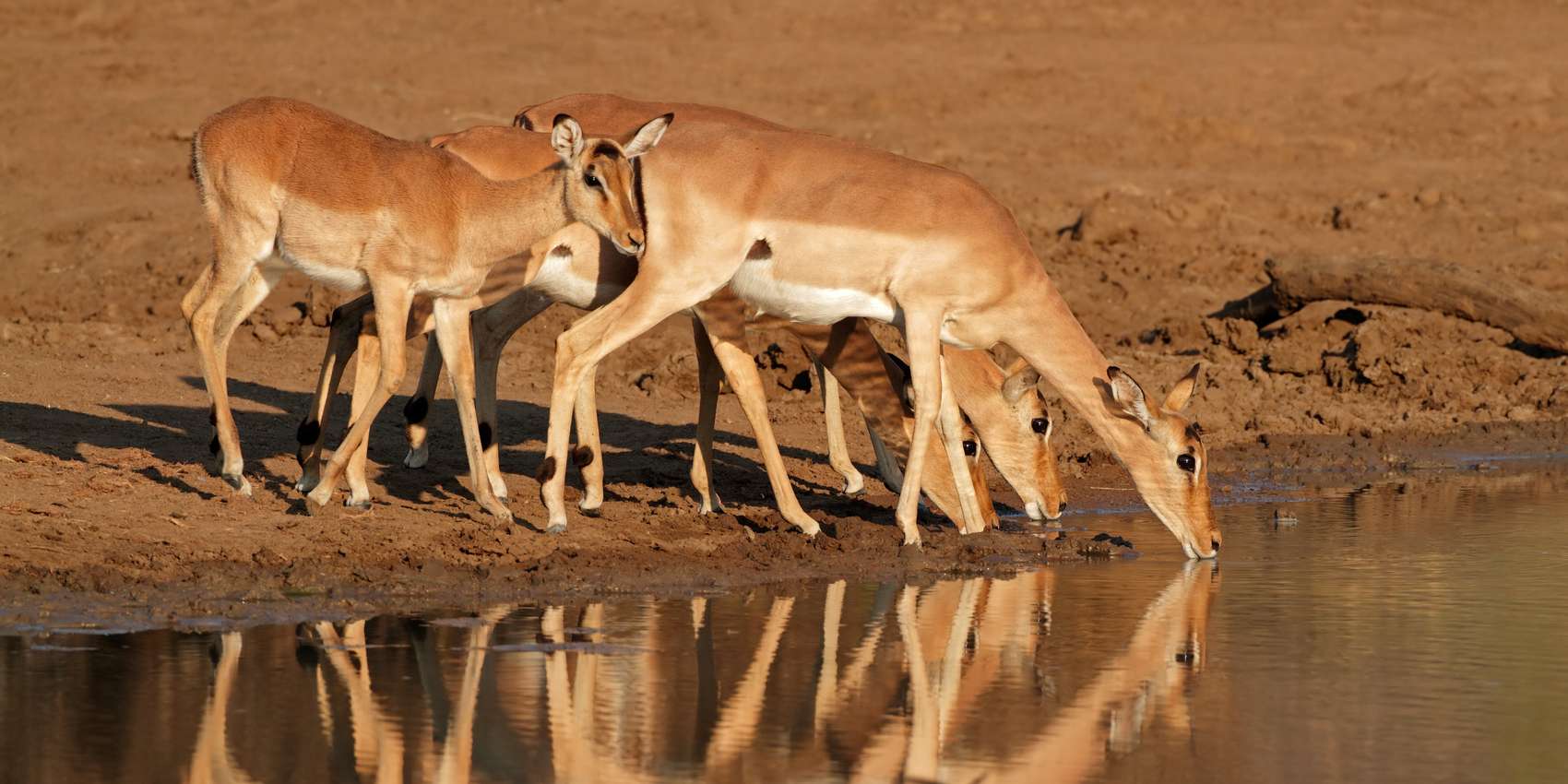 Group of Impalas at a watering hole in Pilanesberg National Park