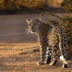 Leopard walking along sandy road in Pilanesberg National Park
