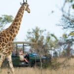 Giraffe sighted on a game drive in Timbavati Game Reserve