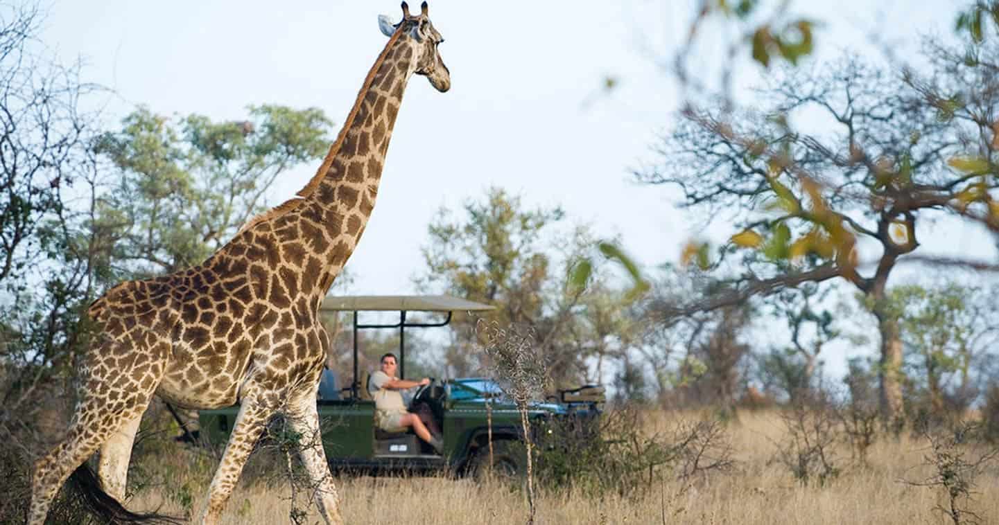 Giraffe sighted on a game drive in Timbavati Game Reserve