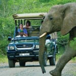 Elephant passing safari vehicle
