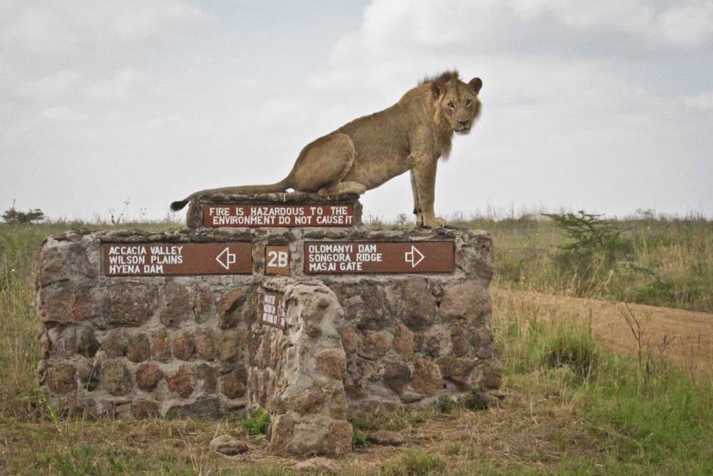 Lion at Nairobi National Park