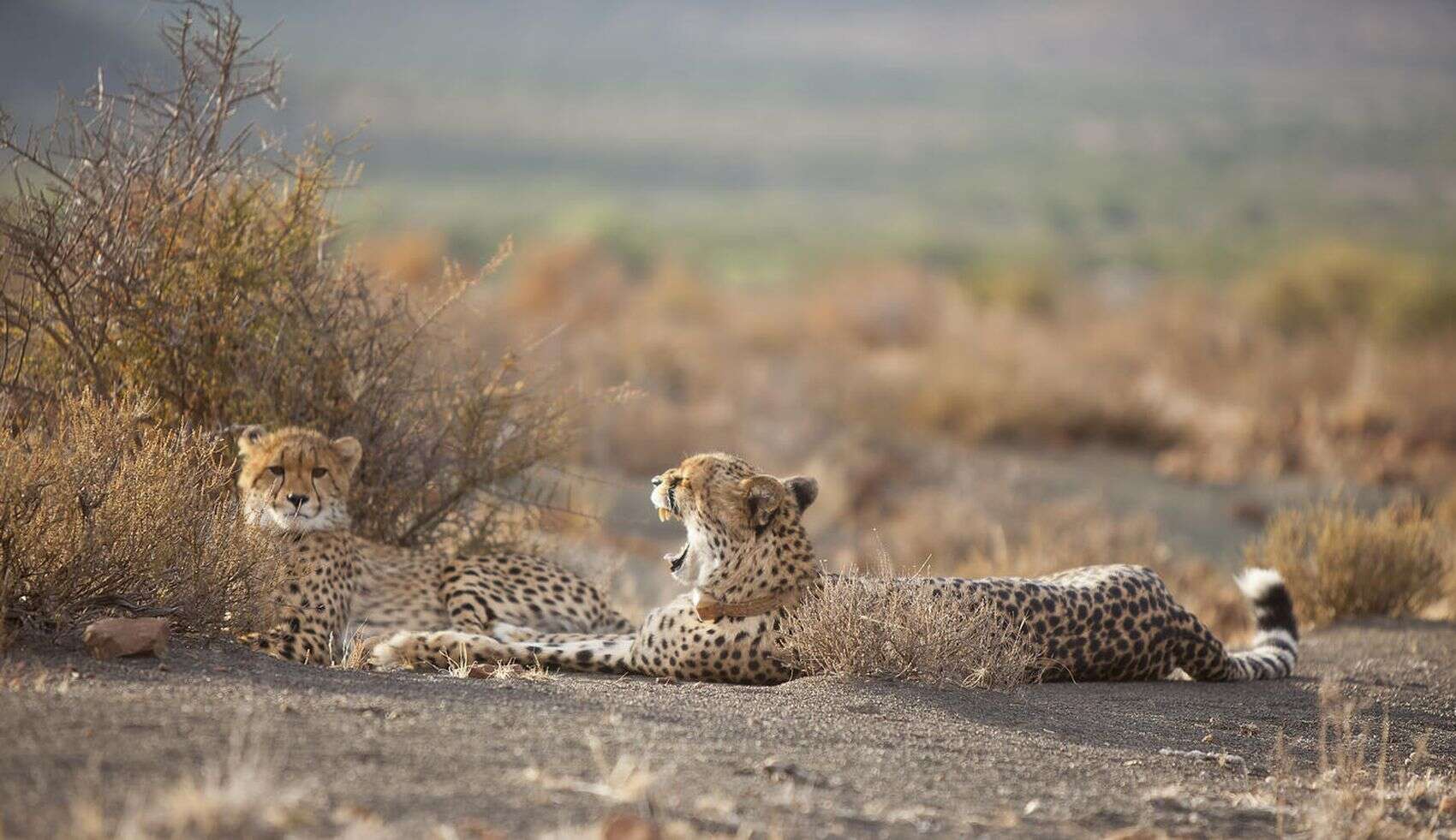 Cheetah cub at Samara Private Game Reserve laying in the bush yawning