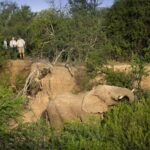 Elephants on a reserve in South Africa as seen on a Big Five safari