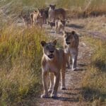 A pride of lionesses walking along a dirt road near Camp Moremi, Botswana.