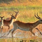 Red lechwe splashing around in the Kwando River