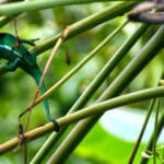 A chameleon on Renuinion Island