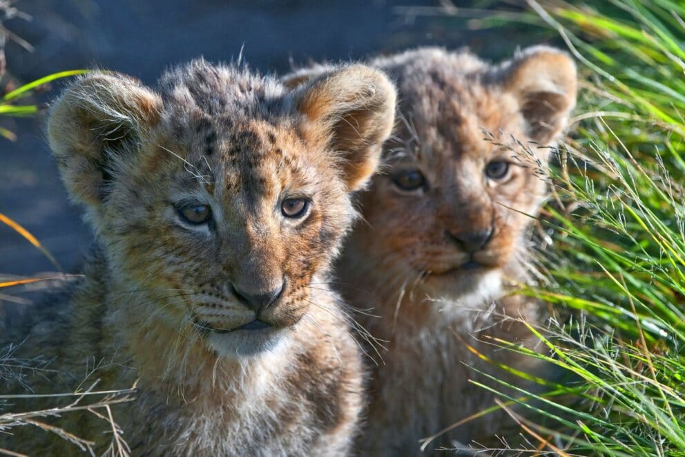 A pair of lion cubs in Selous Game Reserve, Tanzania.
