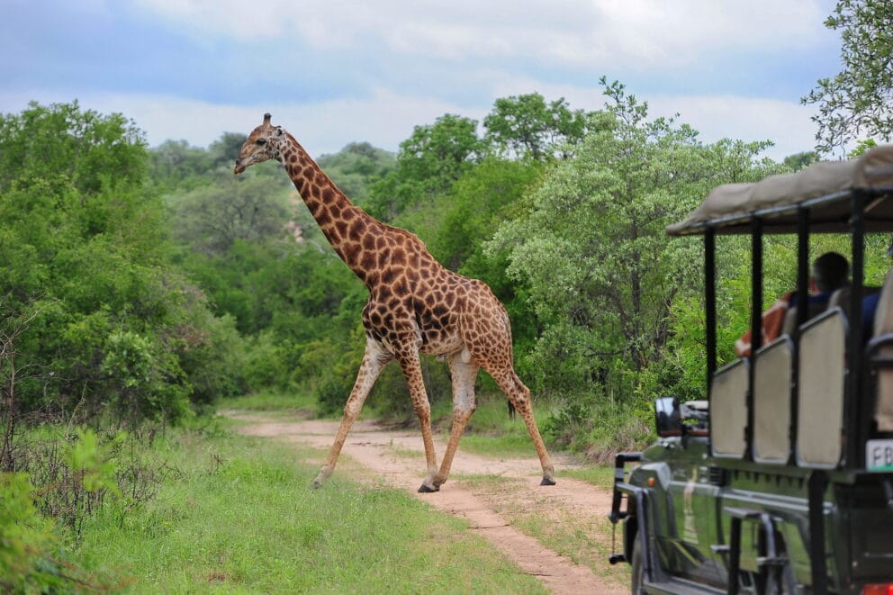 Giraffe seen on a game drive in Kruger National Park, South Africa