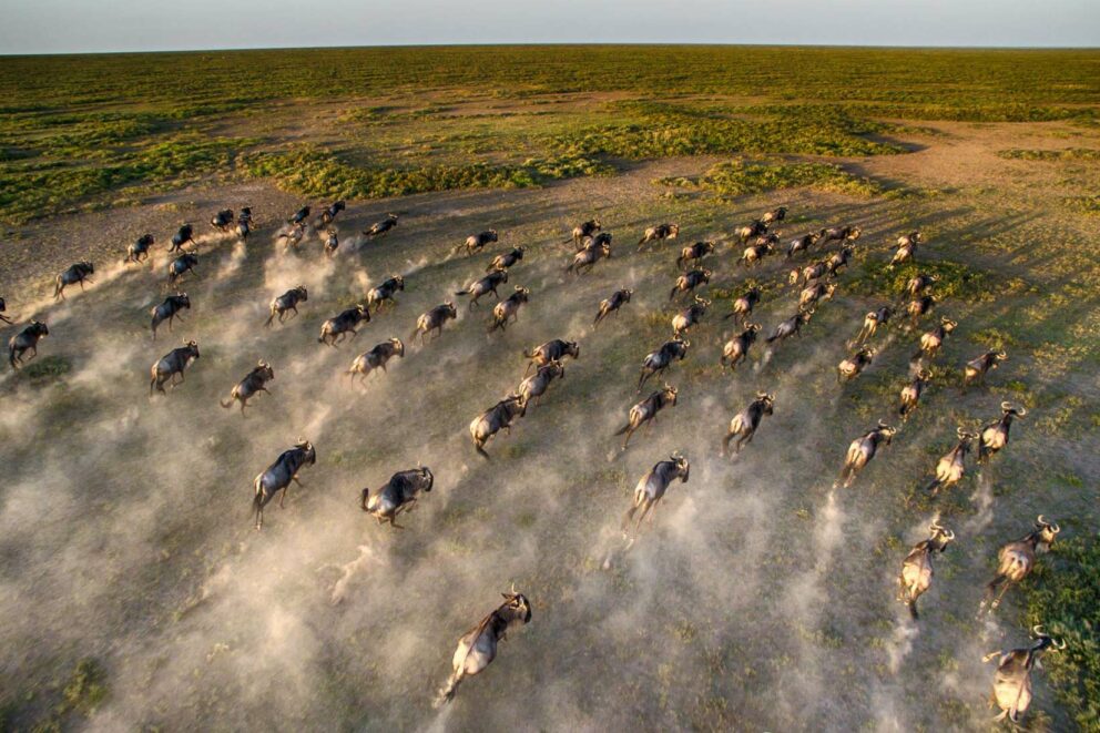 A herd of wildebeest running across the open Serengeti plains at Serengeti Under Canvas, Tanzania.