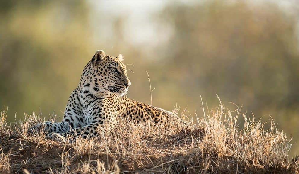 Leopard in Kruger National Park. Which is a safe place to travel to
