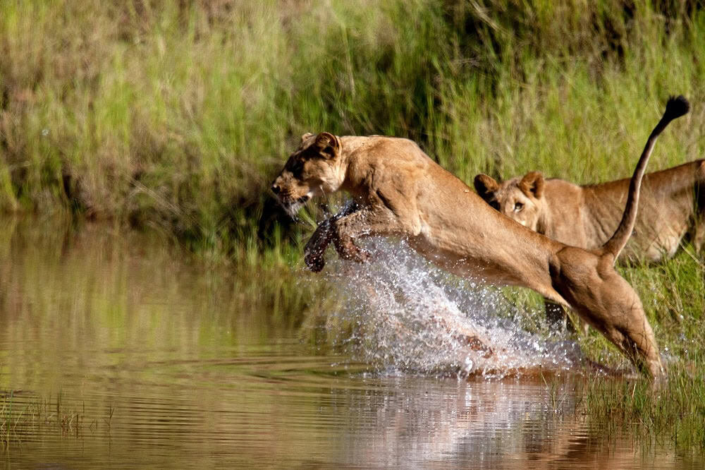 Lioness leaping into river in Matusadona National Park, Zimbabwe.