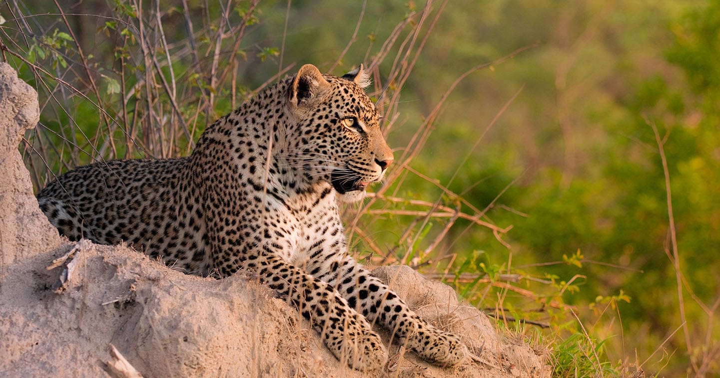 A leopard in the Sabi Sands Game Reserve