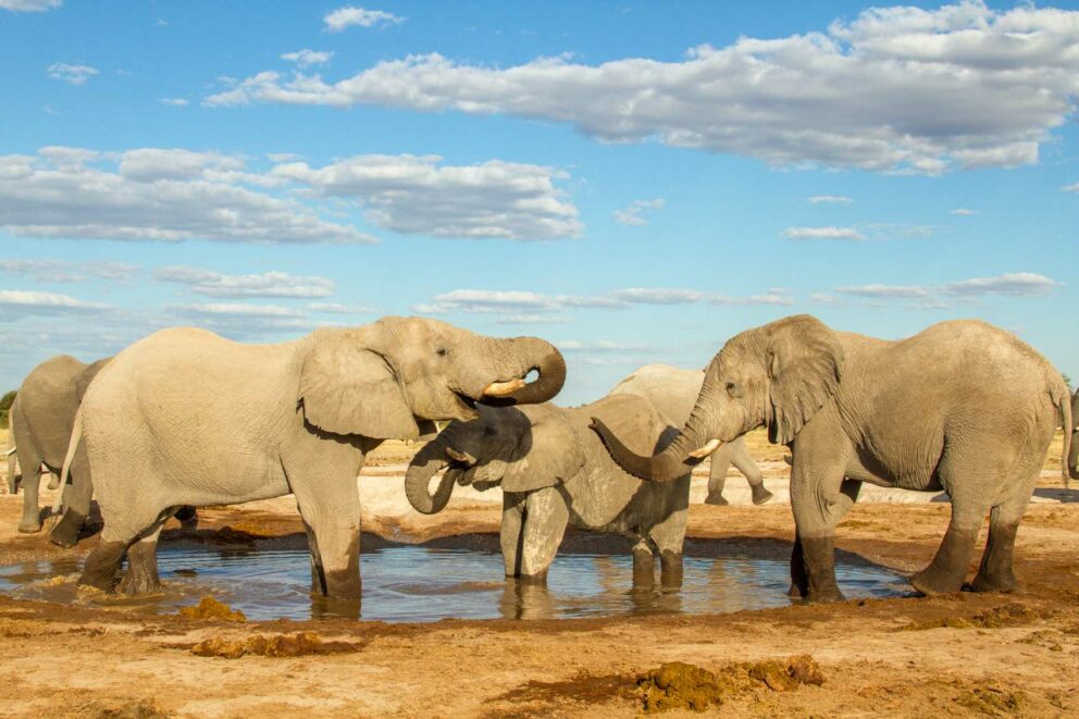 Elephants at a waterhole in Nxai Pan National Park