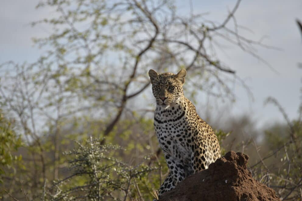 A leopard perched on a termite mound in the bush near Londolozi Tree Camp in Sabi Sand, South Africa.