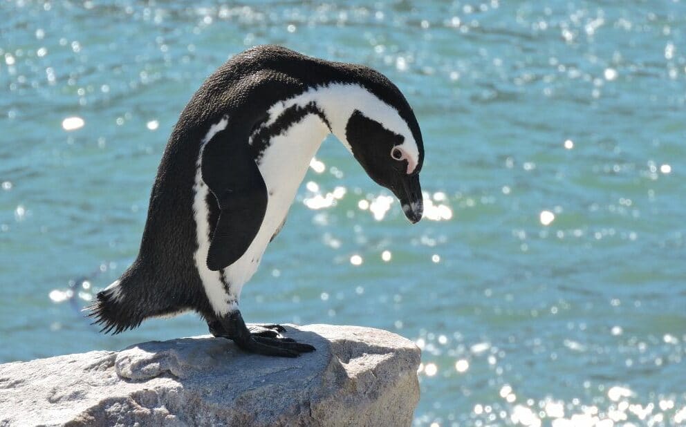 African penguin at Stoney Point penguin colony in Betts Bay.