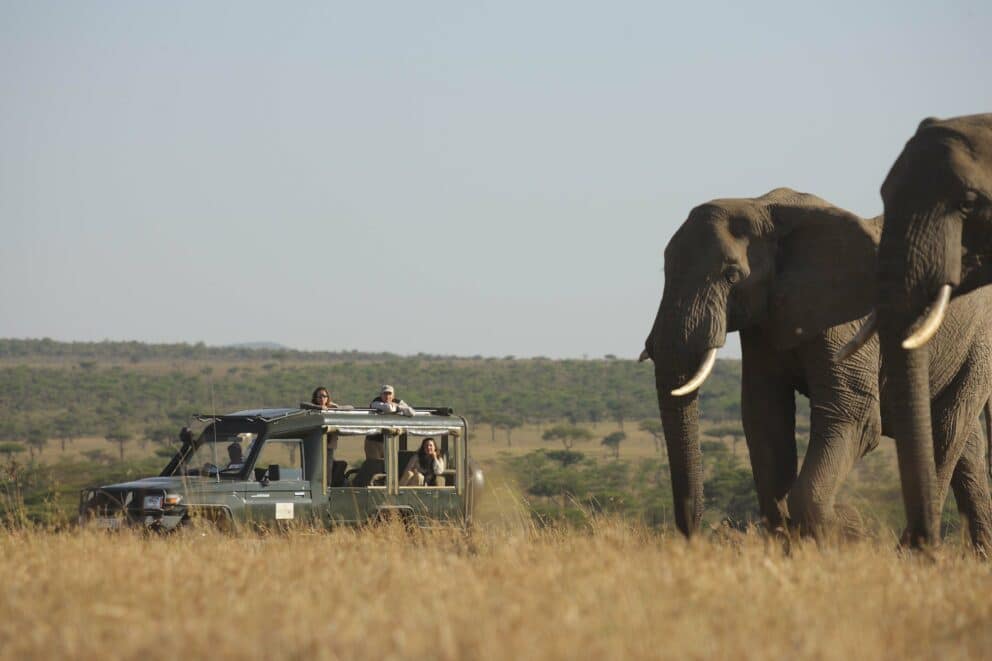 Tourist on a game drive in a safari vehicle observing a pair of elephants roaming across the Masai Mara open plains at Kicheche Valley Camp, Kenya.