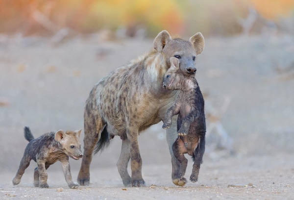 A mother hyena carries her cubs