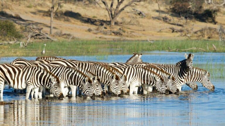 A herd of zebras at a waterhole quenching their thirst.