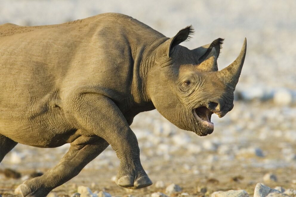 Black Rhino charging in Namibia.