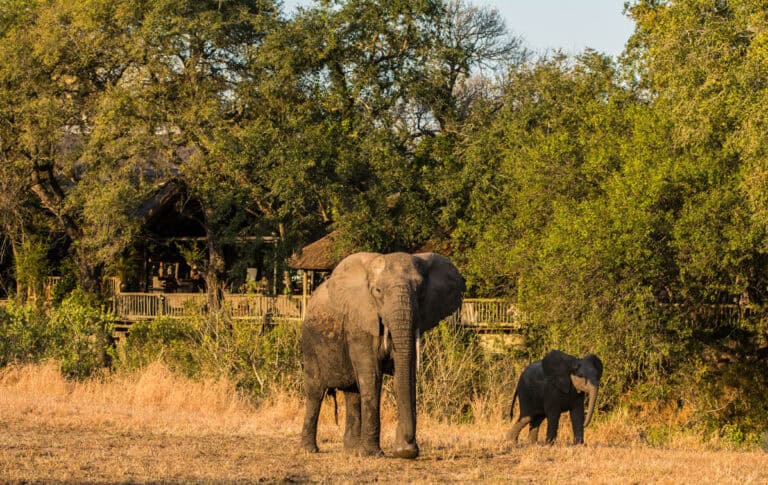 A mother elephant and her calf roaming past Sabi Sabi Bush Lodge, South Africa.