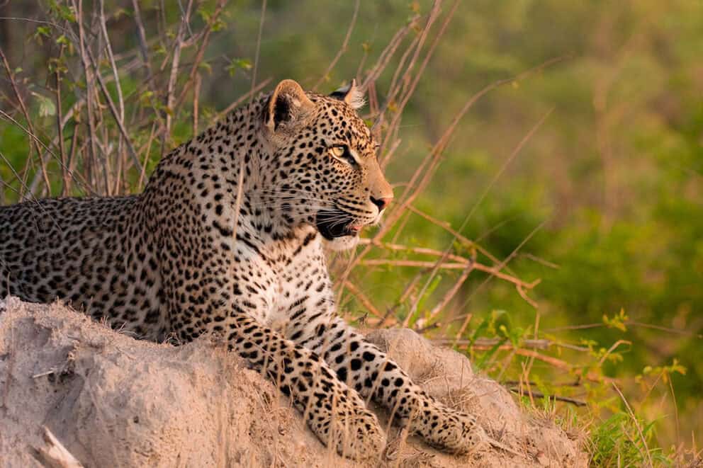 Leopard in Sabi Sands Game Reserve.