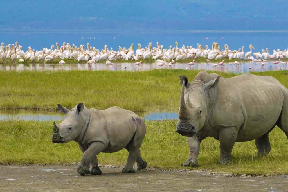 Rhino and calf in Ngorongoro Crater, Tanzania