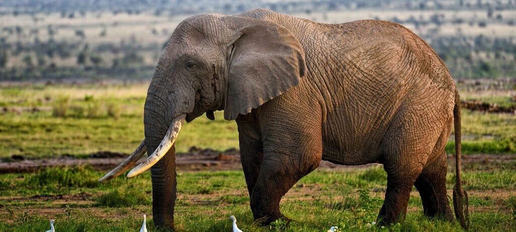 Tarangire Ndovu Tented Lodge
