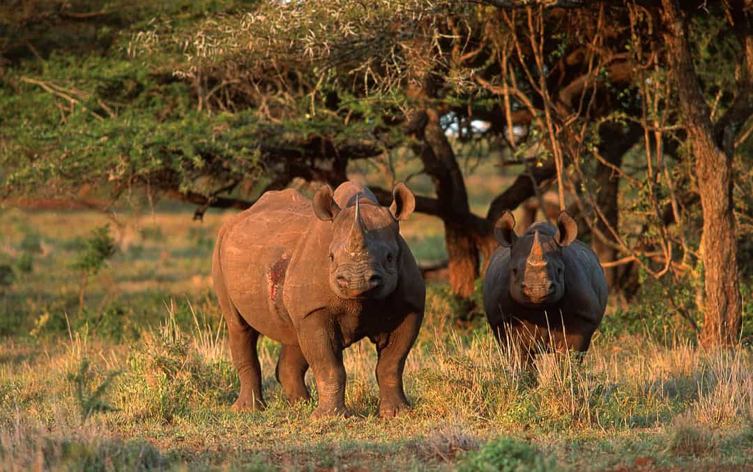 Rhinos at Mkhuze Game Reserve, iSimangaliso Wetland Park